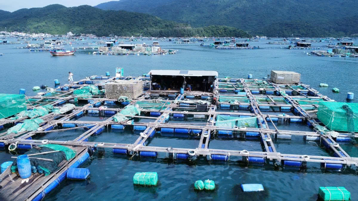 Phương án ứng phó với cơn bão số 15 (KOTO) trong hoạt động thủy sản