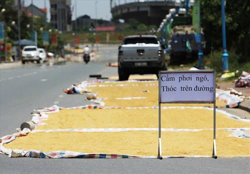 Sông Cầu: Nghiêm cấm phơi lúa, sắn và các loại nông sản trên lòng, lề đường Quốc lộ 1